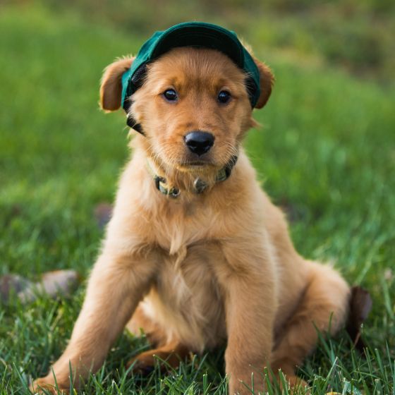 Green Bay Packers Pet Baseball Hat at the Packers Pro Shop