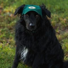 Packers Pet Baseball Hat